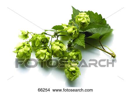 Close-up of hop View Large Photo Image Picture - Close-up of hop . Fotosearch