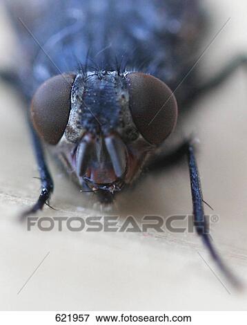 Stock Photo - Close-up of housefly . Fotosearch
