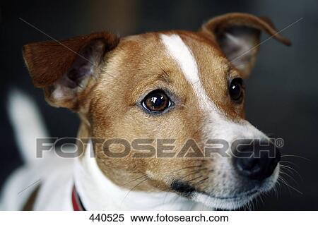 Stock Photography - Close-up of Jack Russel Terrier . Fotosearch