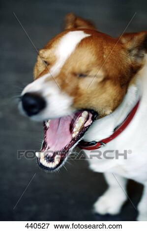 Stock Photo - Close-up of Jack Russel Terrier yawning . Fotosearch