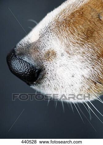 Close-up of Jack Russel Terrier's snout View Large Photo Image Stock Photo - Close-up of Jack Russel Terrier's snout . Fotosearch