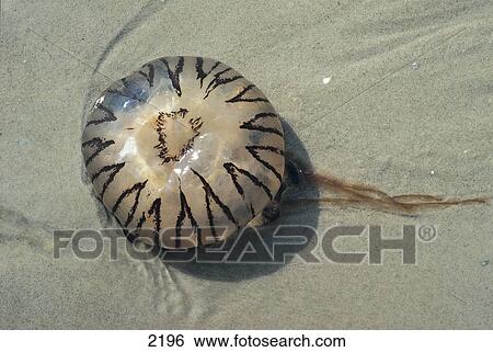 Close-up of Jellyfish on sand, Germany, Europe View Large Photo Image Stock Photograph - Close-up of Jellyfish on sand, Germany, Europe . Fotosearch