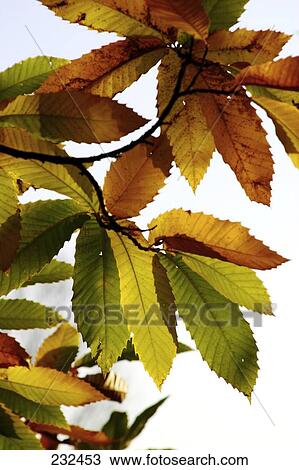 Close-up of leaves of chestnut tree View Large Photo Image Stock Image - Close-up of leaves of chestnut tree . Fotosearch