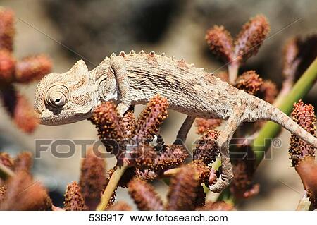 Close-up of lizard on plant, Swakopmund, Namibia View Large Photo Image Stock Photo - Close-up of lizard on plant, Swakopmund, Namibia . Fotosearch