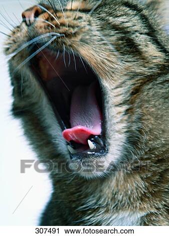Stock Image - Close-up of mongrel cat yawning . Fotosearch