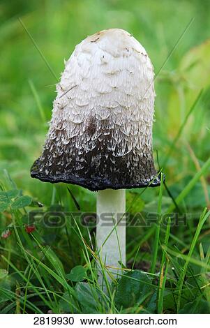 Stock Image - Close-up of mushroom growing in field . Fotosearch