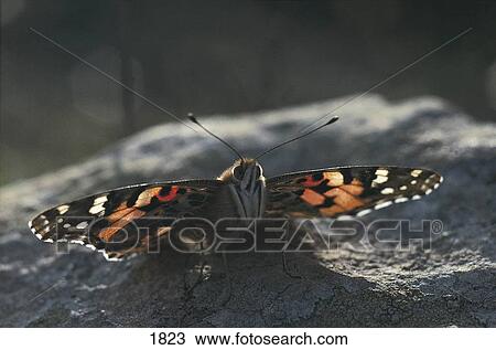 Close-up of Painted Lady (Vanessa cardui) butterfly on rock, Cap Bon, Tunisia View Large Photo Image Stock Image - Close-up of Painted Lady (Vanessa cardui) butterfly on rock, Cap Bon, Tunisia . Fotosearch
