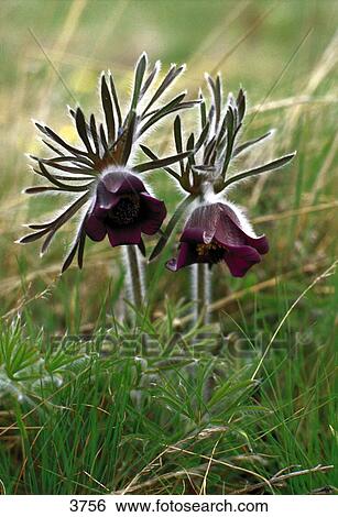Close-up of Pasque Flower growing in field, Neusiedler See, Austria View Large Photo Image Stock Photograph - Close-up of Pasque Flower growing in field, Neusiedler See, Austria . Fotosearch