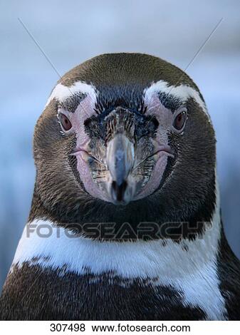 Stock Photo - Close-up of penguin, Antarctica . Fotosearch