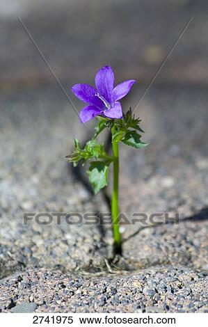 Stock Photography - Close-up of plant growing between tarmac . Fotosearch
