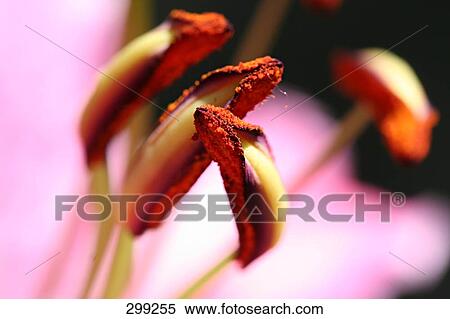 Close-up of pollen View Large Photo Image Stock Photography - Close-up of pollen . Fotosearch