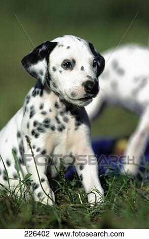 Close-up of puppy sitting in field View Large Photo Image Stock Image - Close-up of puppy sitting in field . Fotosearch