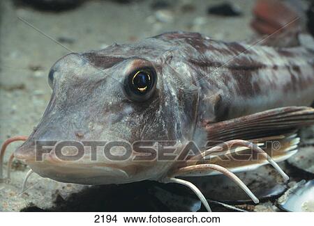 Picture - Close-up of red Gurnard (Trigla lucerna) swimming underwater, Germany . Fotosearch