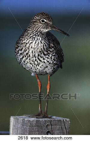 Stock Photo - Close-up of Redshank (Tringa totanus) bird on wooden post, Amrum Island, Germany . Fotosearch