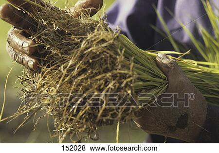 Close-up of rice saplings in a farmers hands, Thailand, Asia View Large Photo Image Stock Photo - Close-up of rice saplings in a farmers hands, Thailand, Asia . Fotosearch