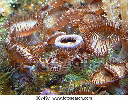 Stock Photo - Close-up of sea anemone underwater . Fotosearch
