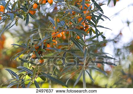 Close-up of sea-buckthorn (Hippophae rhamnoides) berries on tree View Large Photo Image Stock Photo - Close-up of sea-buckthorn (Hippophae rhamnoides) berries on tree . Fotosearch