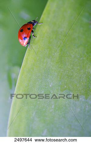 Close-up of Seven Spot Ladybird (Coccinella septempunctata) on leaf View Large Photo Image Picture - Close-up of Seven Spot Ladybird (Coccinella septempunctata) on leaf . Fotosearch