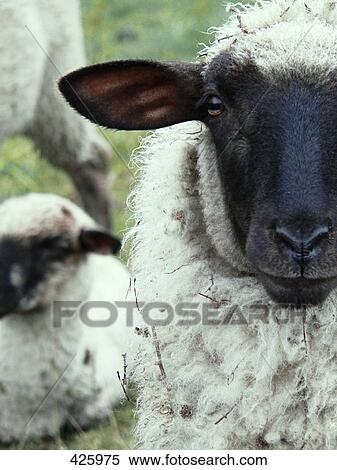 Stock Photography - Close-up of sheep . Fotosearch