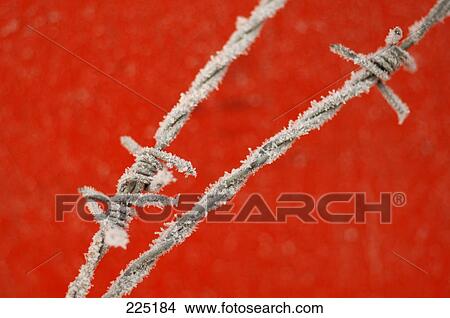 Picture - Close-up of snow on barbed wire . Fotosearch