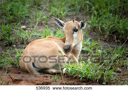 Stock Photography - Close-up of Springbok (Antidorcas marsupialis) lying in forest, Etosha National Park, Namibia . Fotosearch
