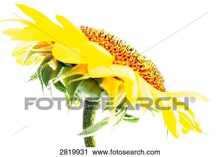 Close-up of sunflower against white background View Large Photo Image Stock Image - Close-up of sunflower against white background . Fotosearch
