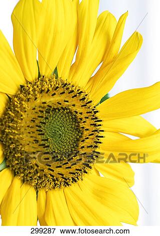 Close-up of sunflower (Helianthus Annus) View Large Photo Image Stock Photo - Close-up of sunflower (Helianthus Annus) . Fotosearch