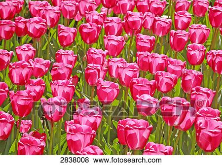 Stock Photo - Close-up of tulip background . Fotosearch