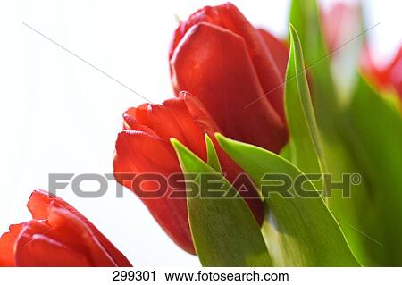 Close-up of Tulips and leaves View Large Photo Image Stock Image - Close-up of Tulips and leaves . Fotosearch