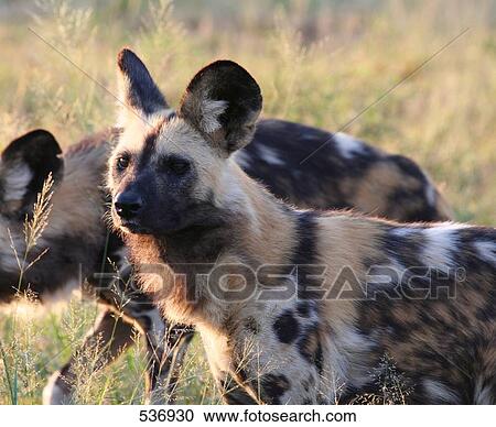 Stock Image - Close-up of two African Wild Dogs (Lycaon pictus) in forest, South Africa . Fotosearch