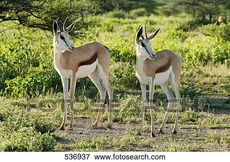 Close-up of two Springbok (Antidorcas marsupialis) standing in forest, Etosha National Park, Namibia View Large Photo Image Stock Photo - Close-up of two Springbok (Antidorcas marsupialis) standing in forest, Etosha National Park, Namibia . Fotosearch