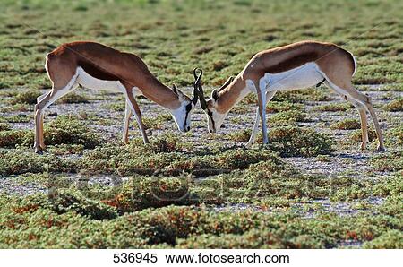 Stock Photography - Close-up of two Springbok (Antidorcas marsupialis) fighting in forest, Etosha National Park, Namibia . Fotosearch