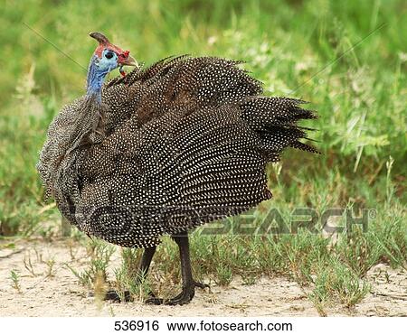 Close-up of Vulturine Guineafowl (Acryllium vulturinum) in field View Large Photo Image Stock Photograph - Close-up of Vulturine Guineafowl (Acryllium vulturinum) in field . Fotosearch