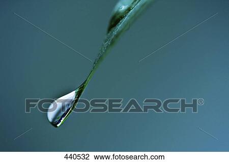 Stock Image - Close-up of water drop on leaf . Fotosearch
