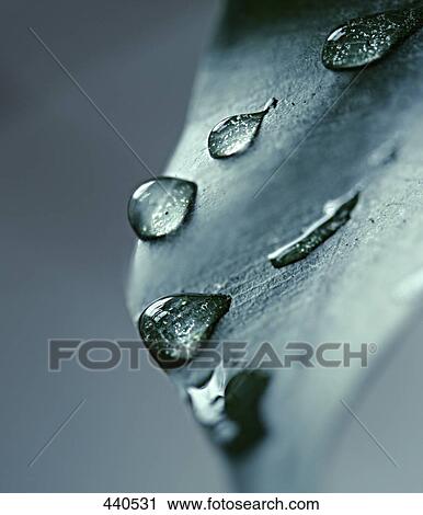 Stock Image - Close-up of water drops on leaf . Fotosearch
