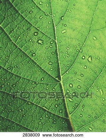 Stock Photo - Close-up of water drops on leaf . Fotosearch