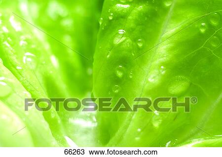 Close-up of water drops on lettuce leaves View Large Photo Image Stock Image - Close-up of water drops on lettuce leaves . Fotosearch