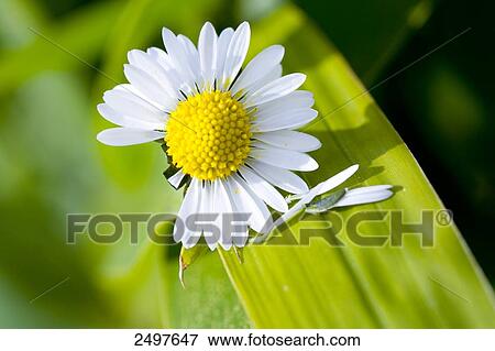 Close-up of white daisy (Bellis perennis) View Large Photo Image Stock Photo - Close-up of white daisy (Bellis perennis) . Fotosearch