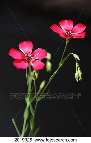 Close-up of wild flowers against black background View Large Photo Image Stock Photography - Close-up of wild flowers against black background . Fotosearch