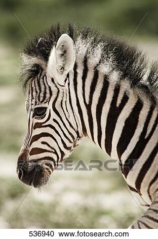 Close-up of zebra in forest, Etosha National Park, Namibia View Large Photo Image Stock Image - Close-up of zebra in forest, Etosha National Park, Namibia . Fotosearch