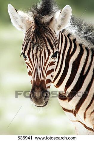 Close-up of zebra in forest, Etosha National Park, Namibia View Large Photo Image Stock Image - Close-up of zebra in forest, Etosha National Park, Namibia . Fotosearch