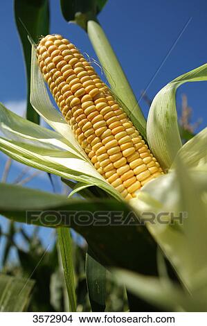 Corn cob, Schleswig-Holstein, Germany, Europe View Large Photo Image Picture - Corn cob, Schleswig-Holstein, Germany, Europe . Fotosearch