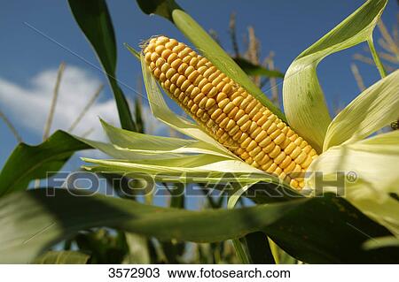 Corn cob, Schleswig-Holstein, Germany, Europe View Large Photo Image Stock Image - Corn cob, Schleswig-Holstein, Germany, Europe . Fotosearch