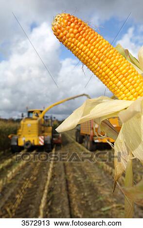 Stock Image - Corn harvesting, Schleswig-Holstein, Germany, Europe . Fotosearch