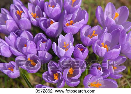 Stock Image - Crocuses at palace garden, Husum, Schleswig-Holstein, Germany, Europe . Fotosearch
