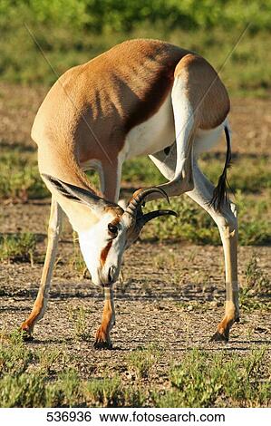 Deer preening its head in forest, Etosha National Park, Namibia View Large Photo Image Stock Photograph - Deer preening its head in forest, Etosha National Park, Namibia . Fotosearch