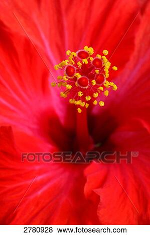 Stock Photo - Detail of hibiscus flower . Fotosearch