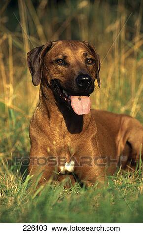 Stock Image - Dog lying in field . Fotosearch