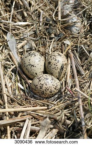 Eggs of pied oystercatcher in nest  View Large Photo Image Stock Photograph - Eggs of pied oystercatcher in nest . Fotosearch