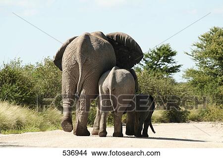 Picture - Elephant walking with its calves in forest, Etosha National Park, Namibia . Fotosearch
